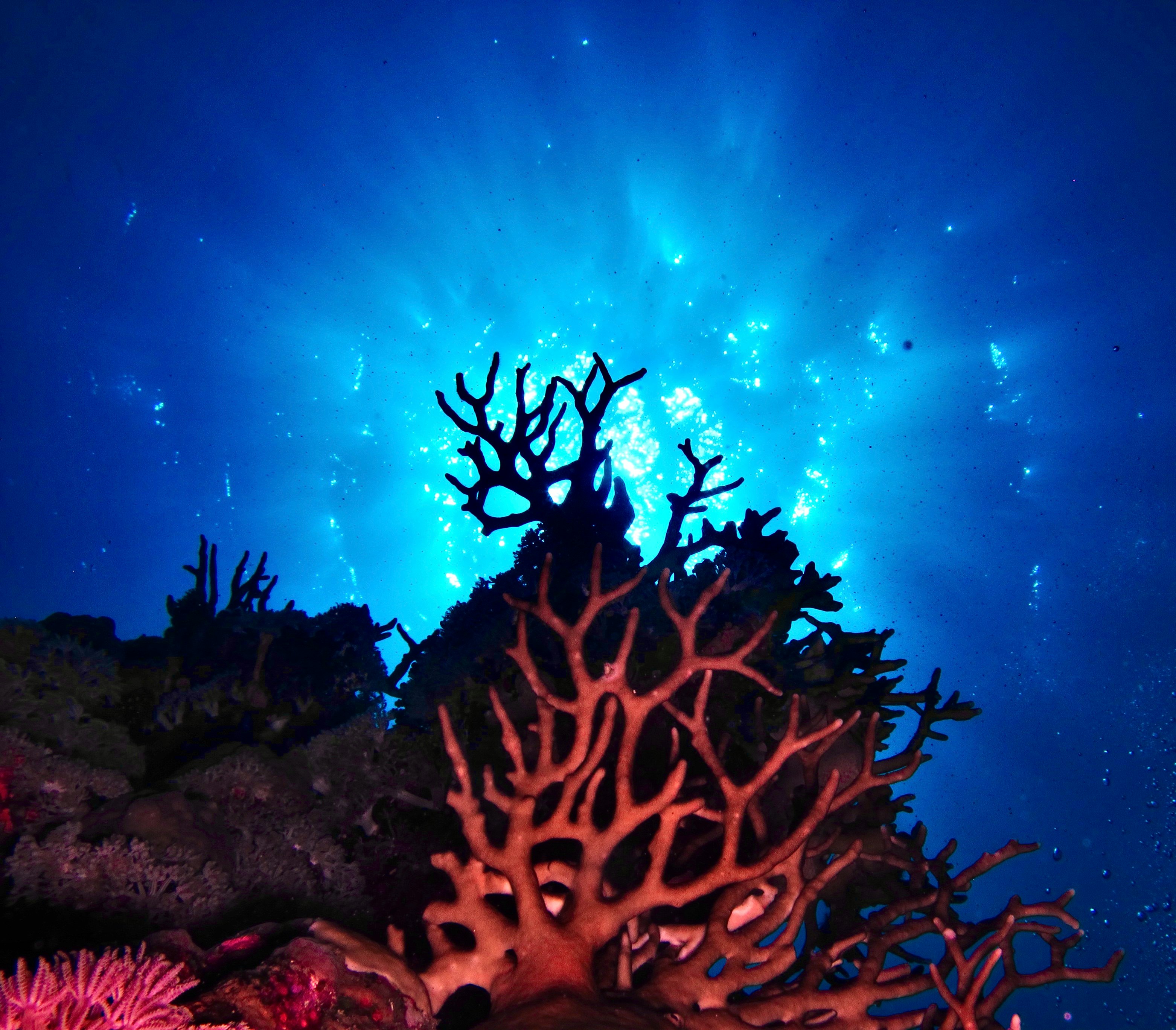 brown coral reef under blue sky