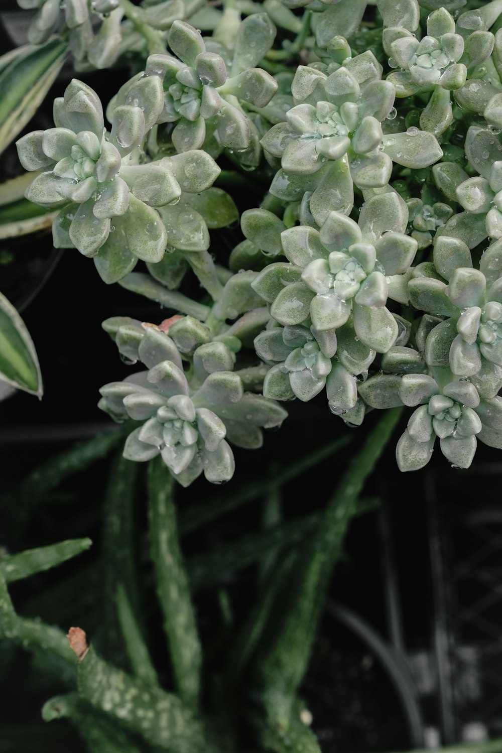 boutons floraux verts et blancs