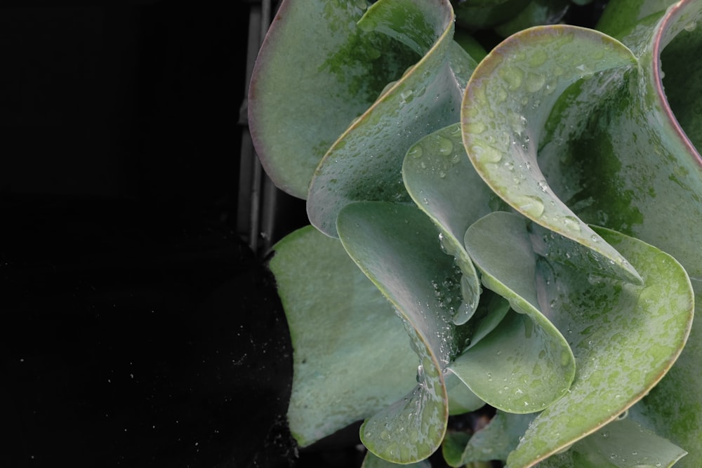 green and white lotus pad