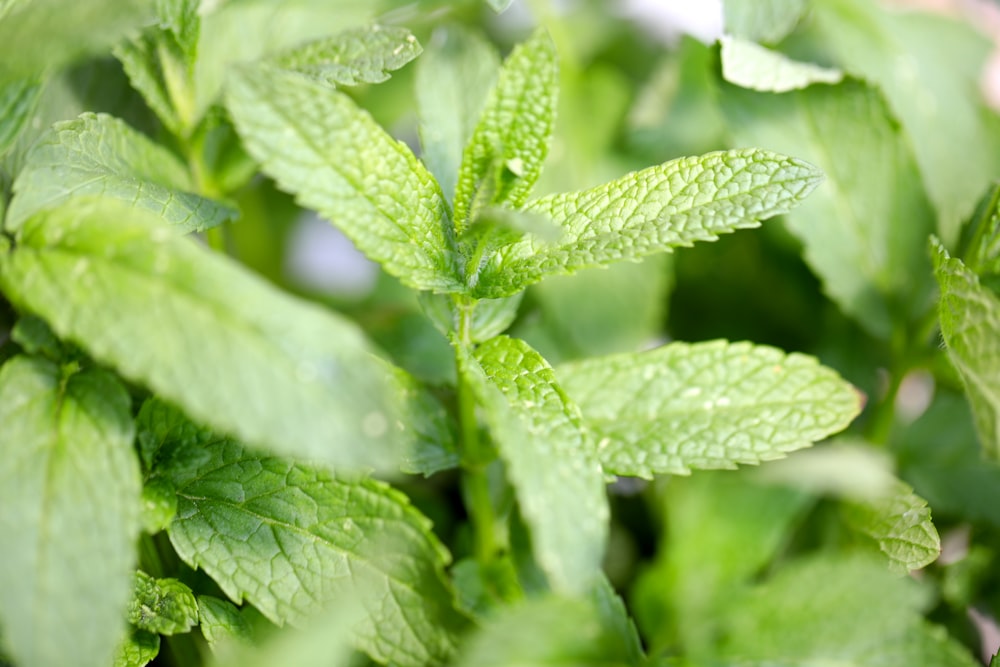 green leaf plant in close up photography