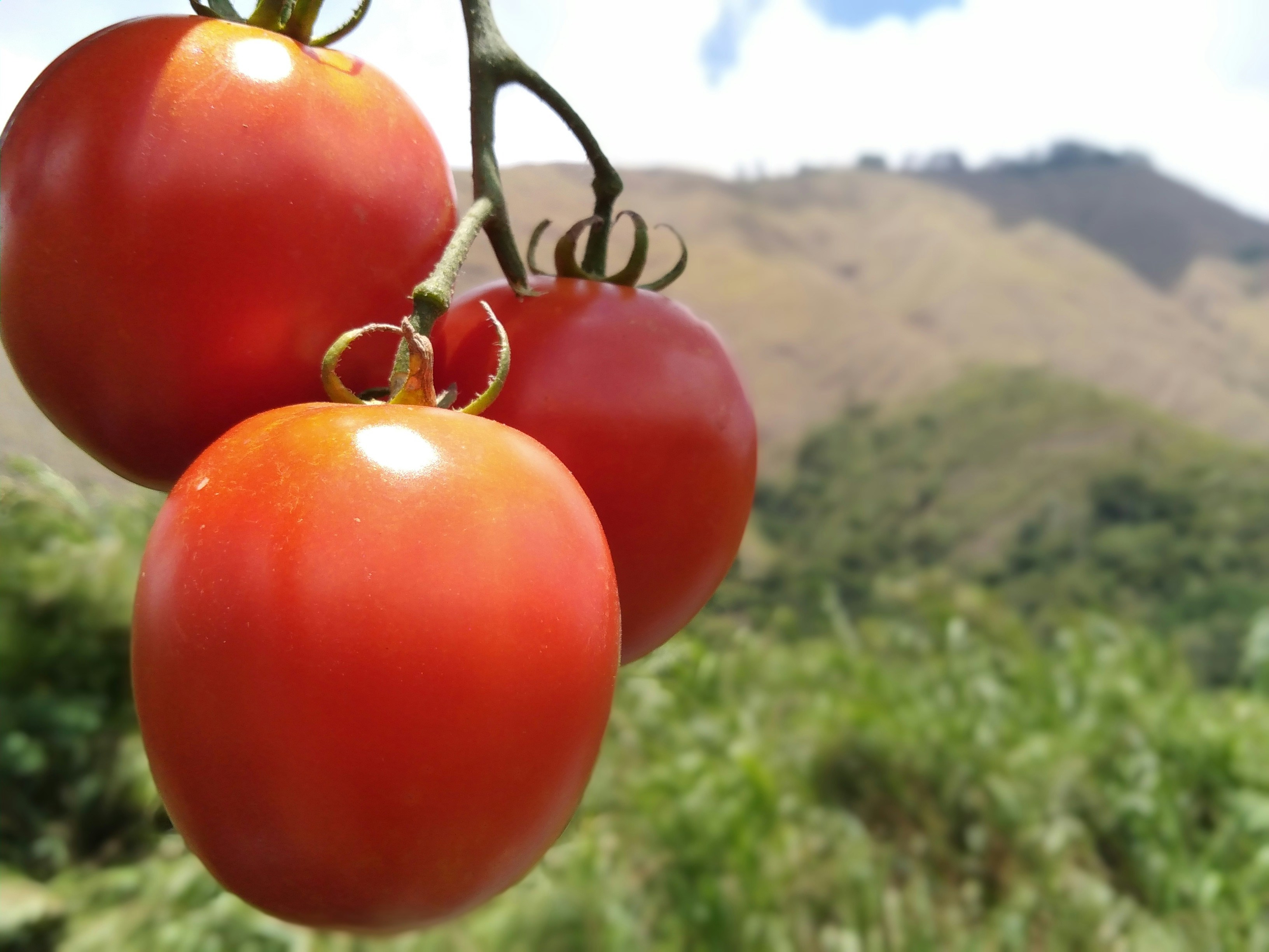Fresh Organic Tomatoes
