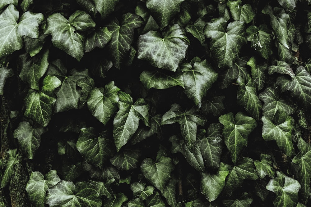 green leaves in close up photography