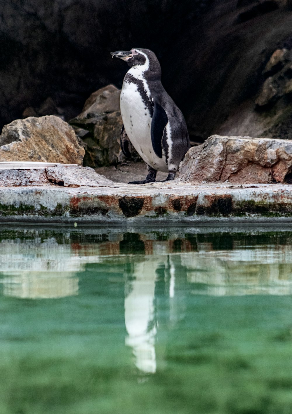 penguin on rock near body of water during daytime