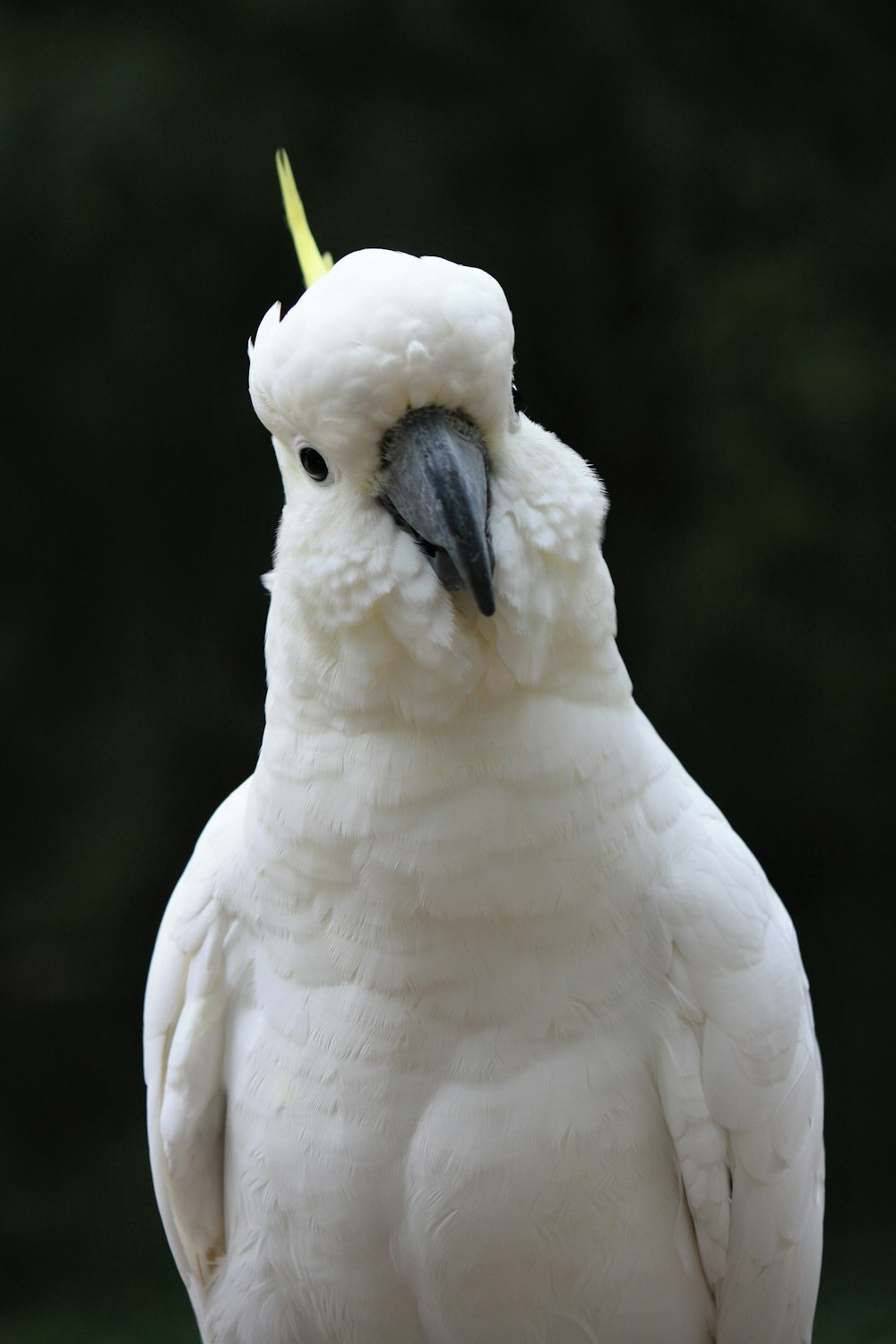 pássaro branco na fotografia de perto