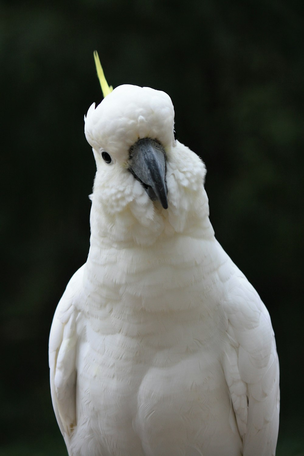 white bird in close up photography