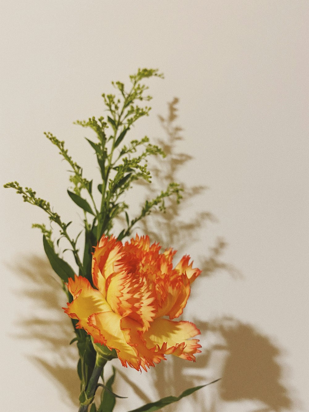 yellow and red flower in close up photography