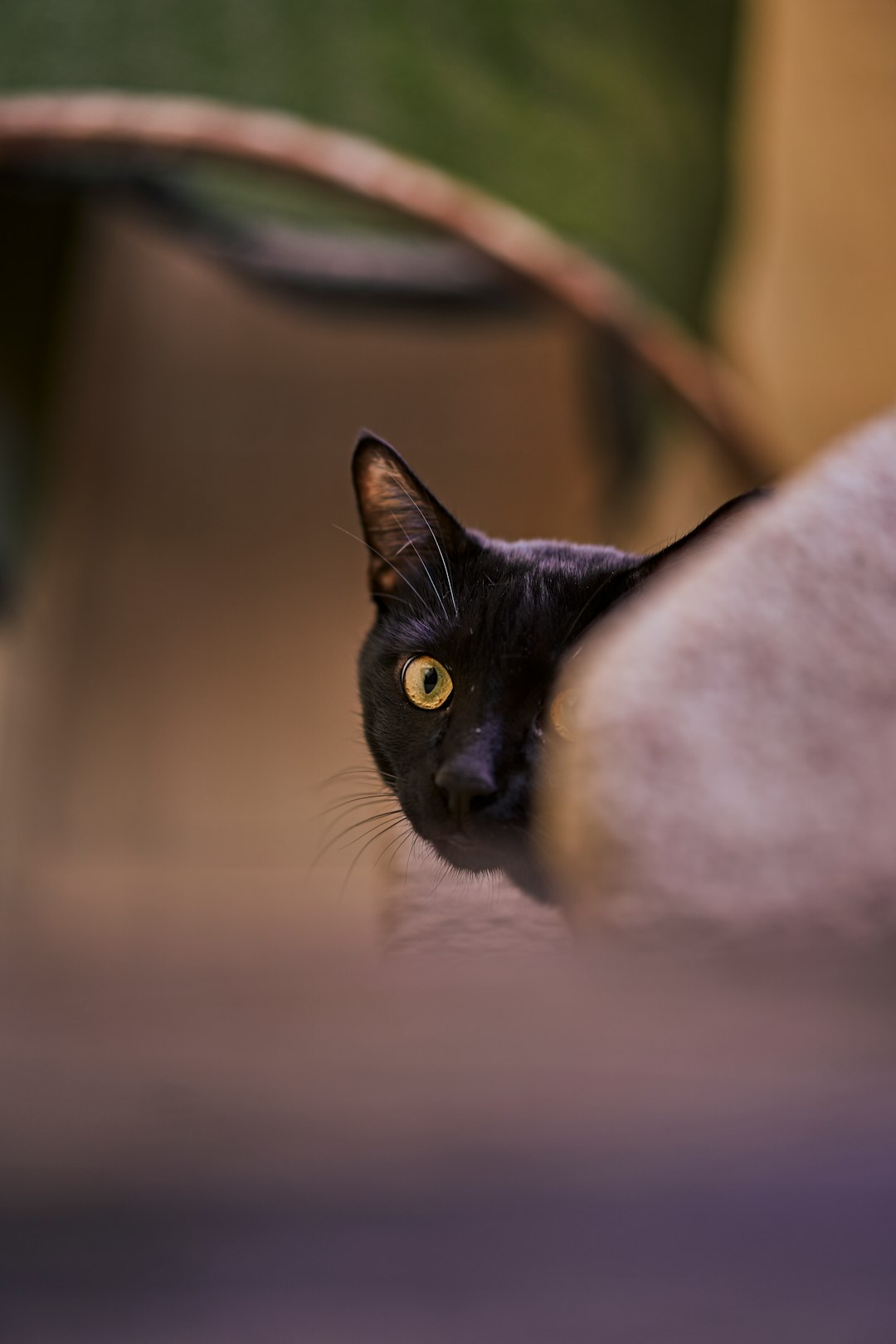 black and white cat on brown wooden table