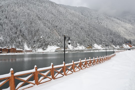 brown wooden bridge over river in Uzungöl Turkey