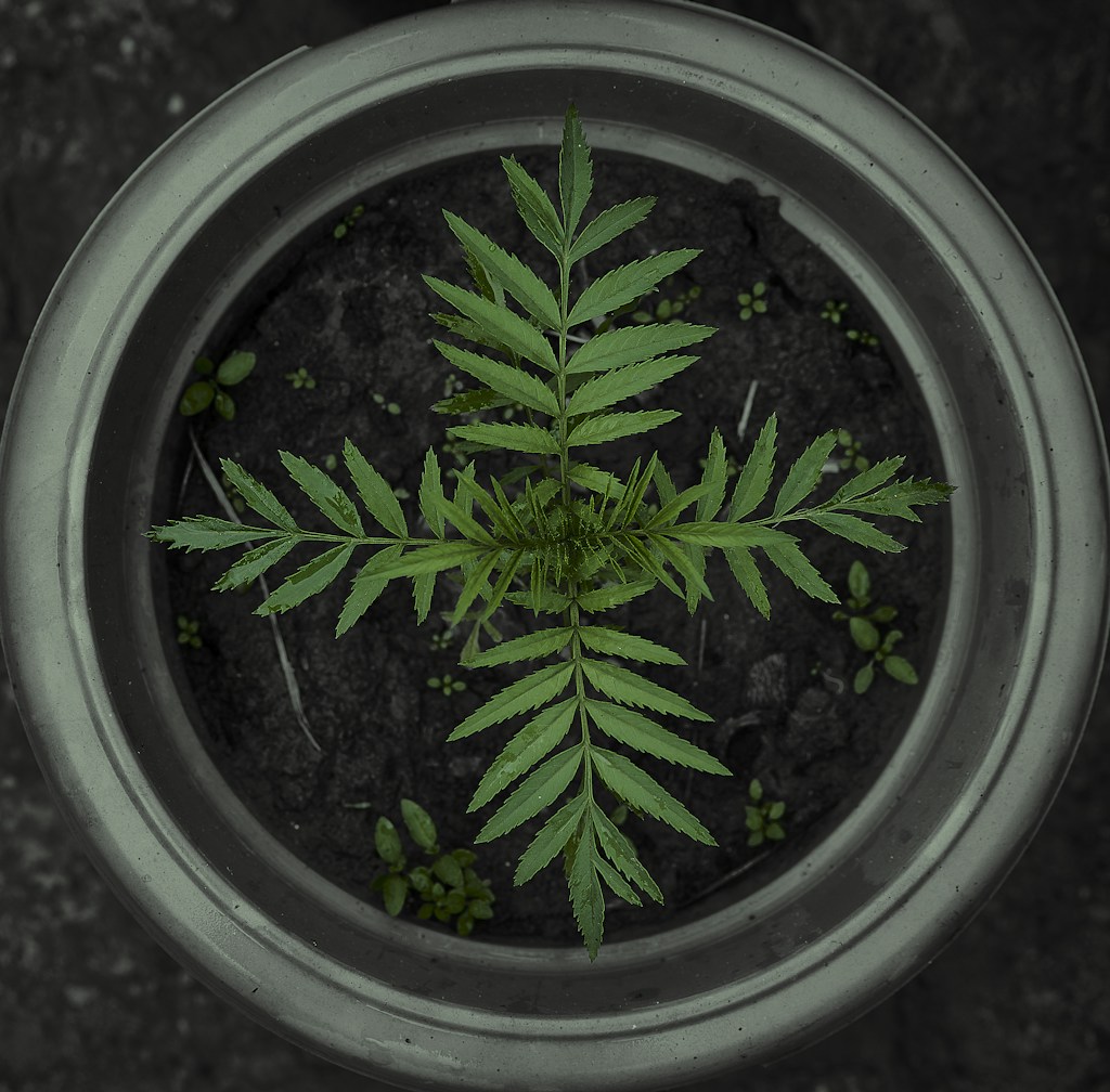 Smart Plant Monitor