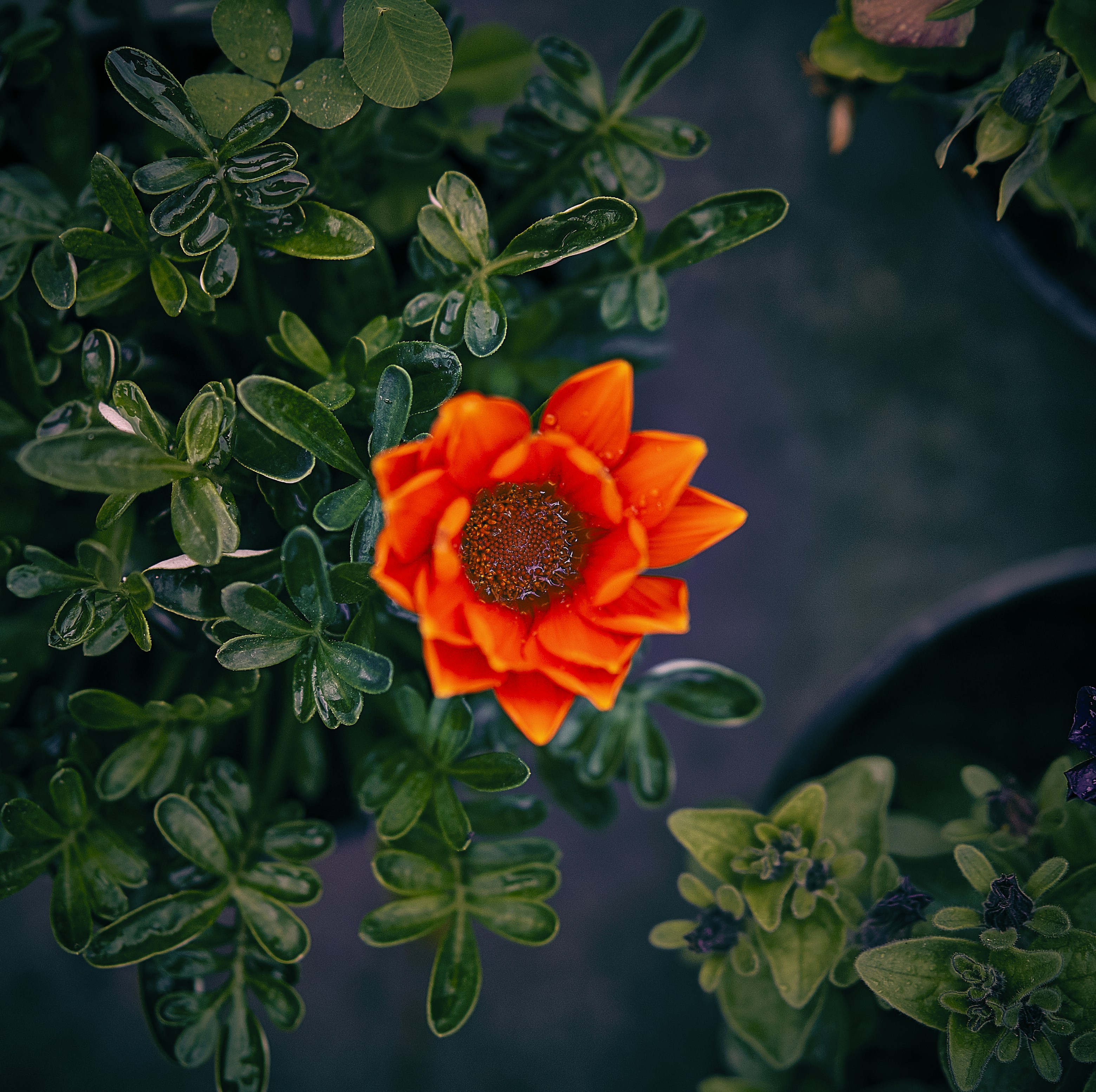 red flower in tilt shift lens
