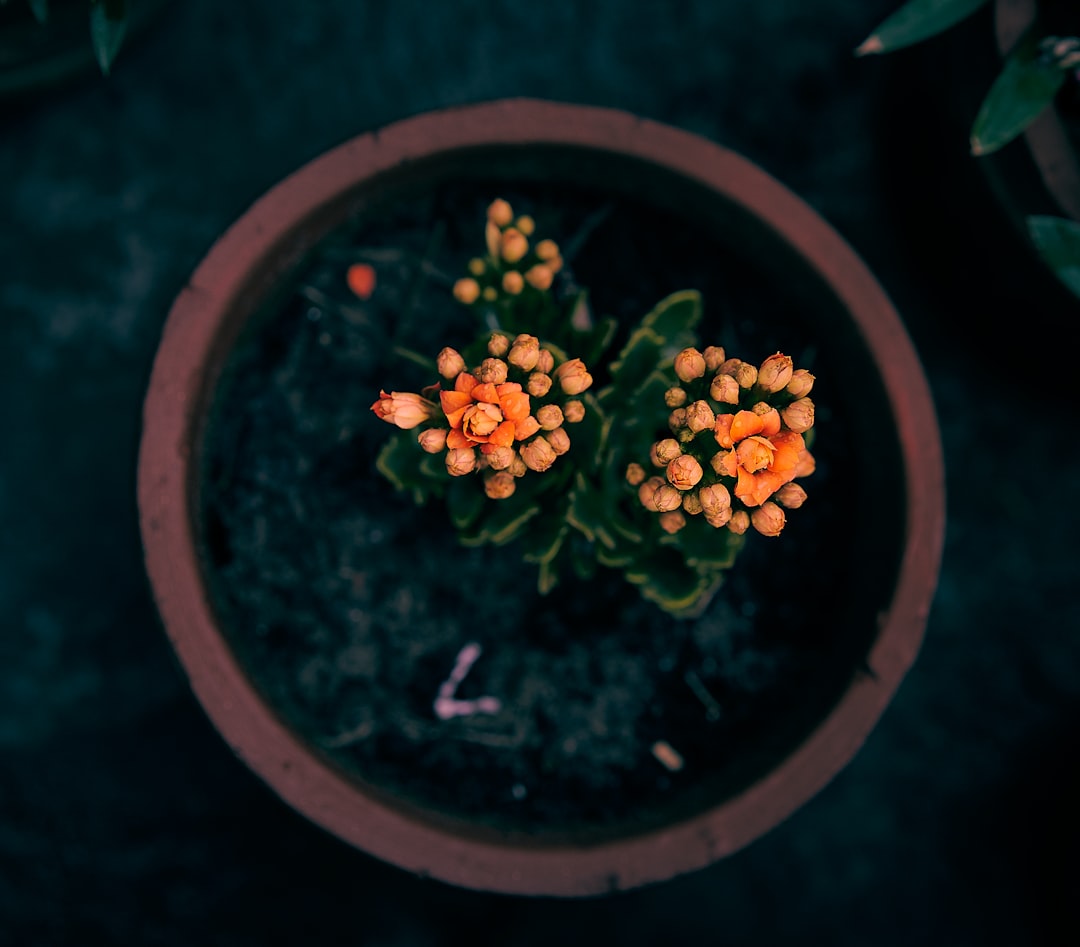 yellow and green flower on brown round pot