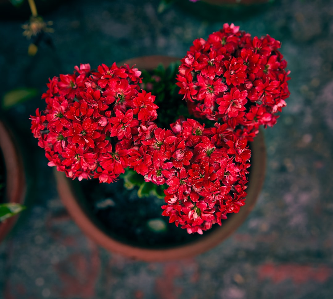 red flowers in brown clay pot