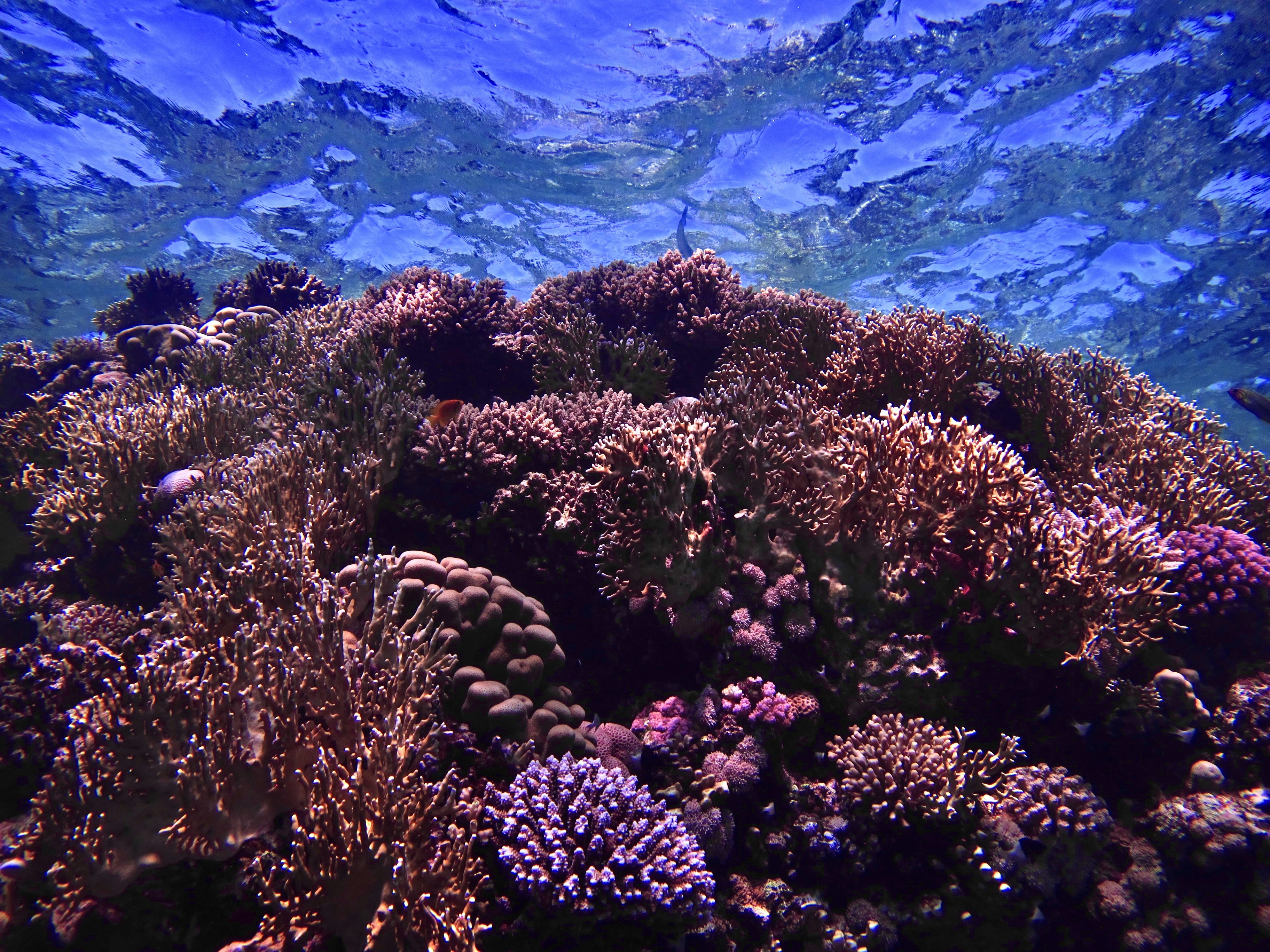 🌊 Scientists make history by becoming the first in the world to reproduce coral in human care