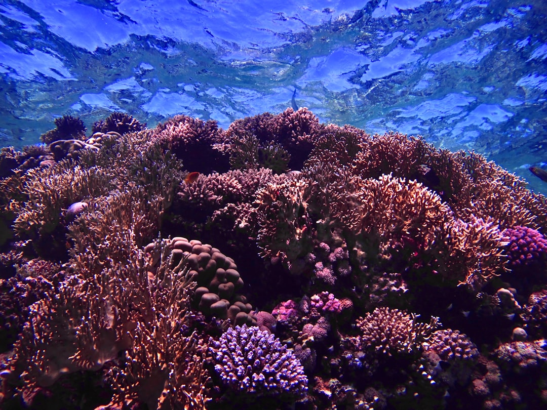 Underwater photo spot Ras Mohamed Egypt