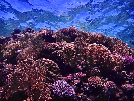 green and brown coral reef in Ras Mohamed Egypt