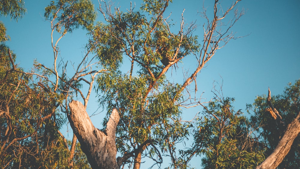 green and brown tree under blue sky during daytime