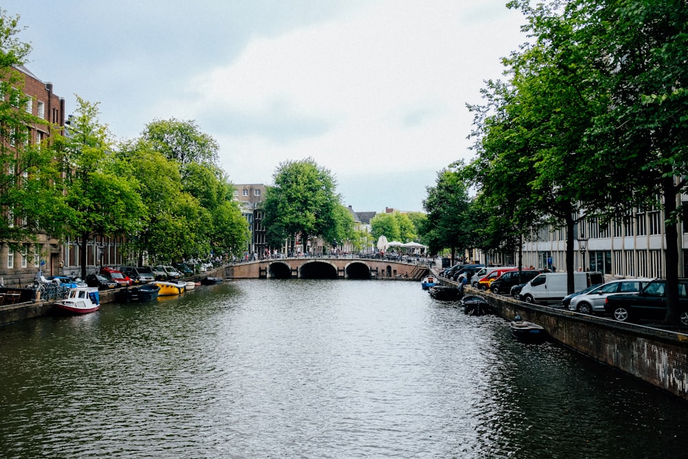 river in the middle of green trees and buildings