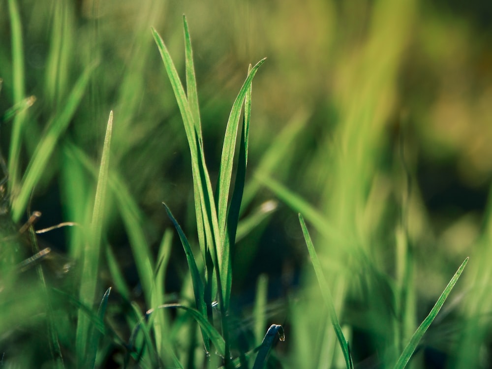 blue bug on green grass during daytime