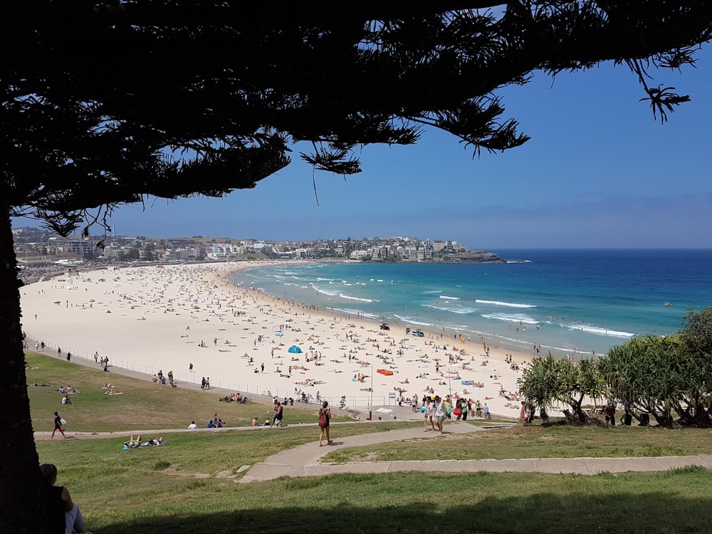 people on beach during daytime