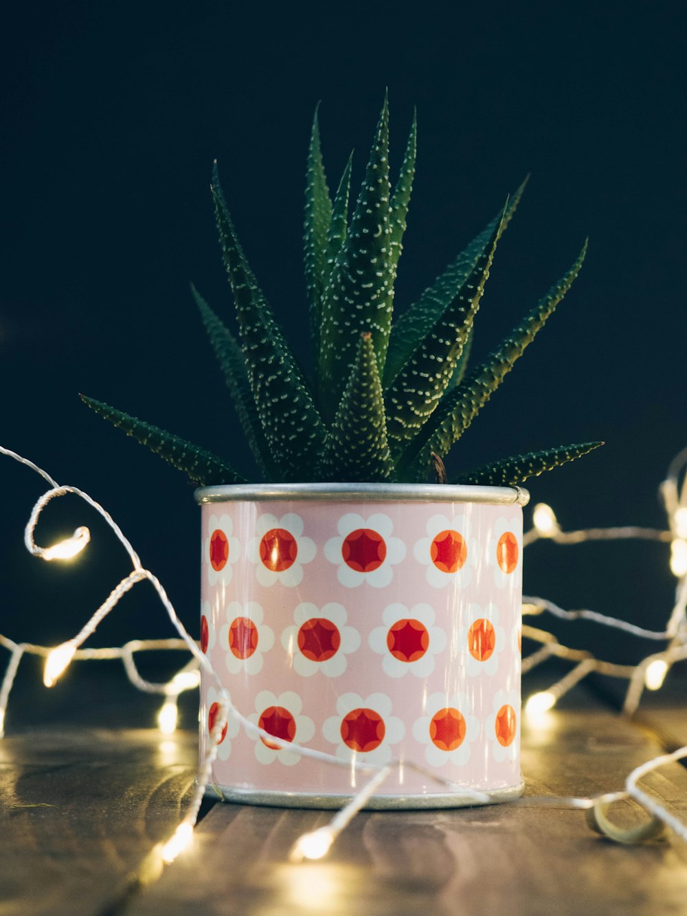 green plant in white and red ceramic mug