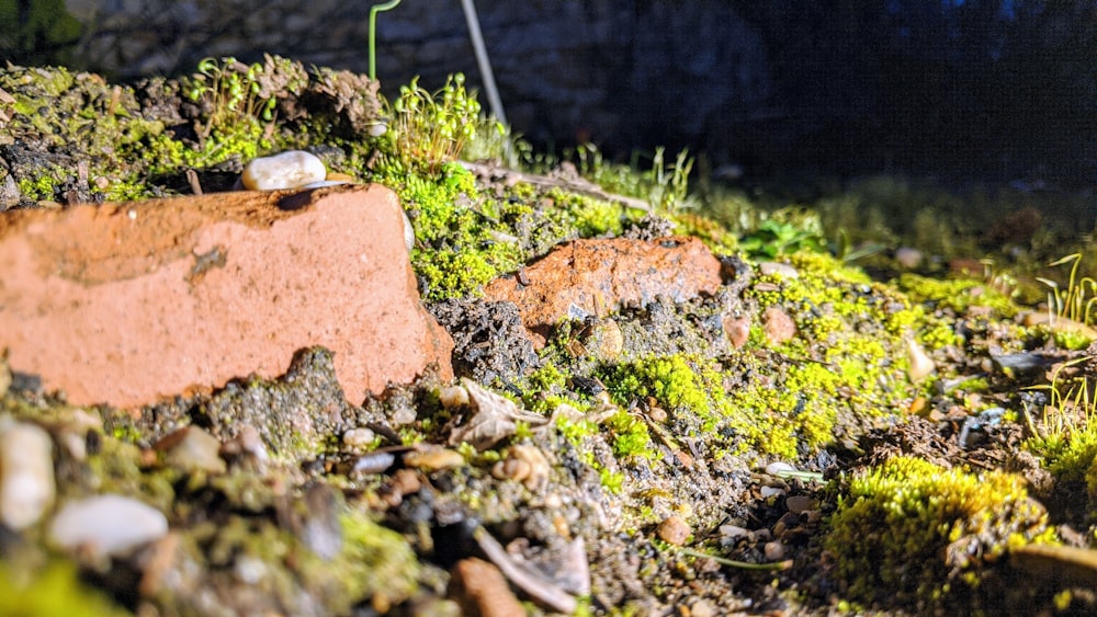green moss on brown rock