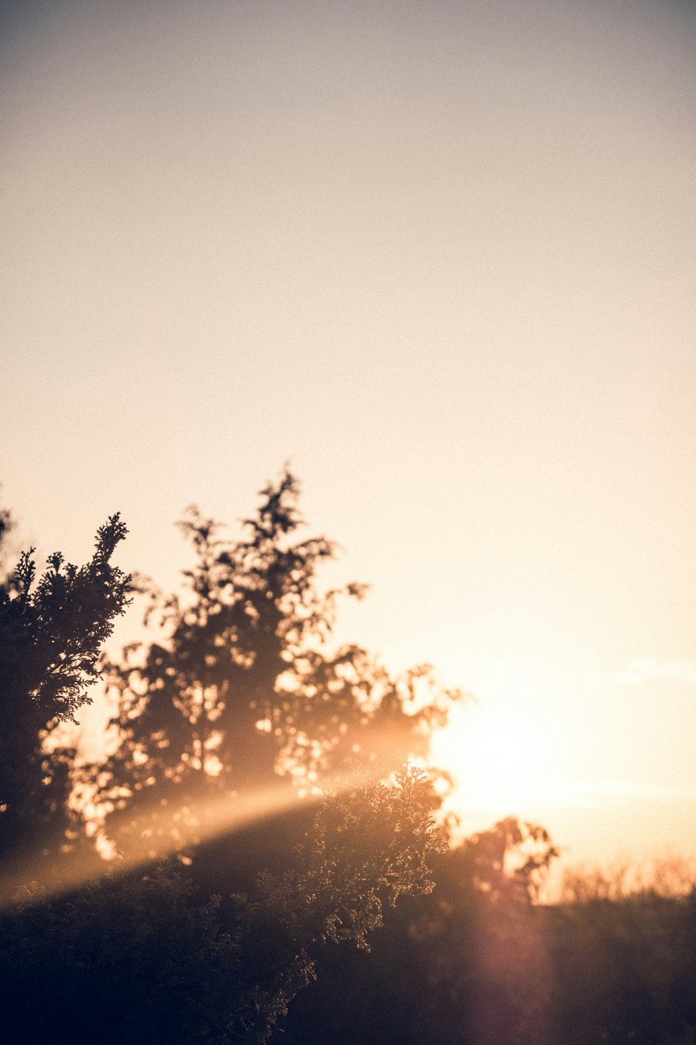 夕暮れ時の木々のシルエット