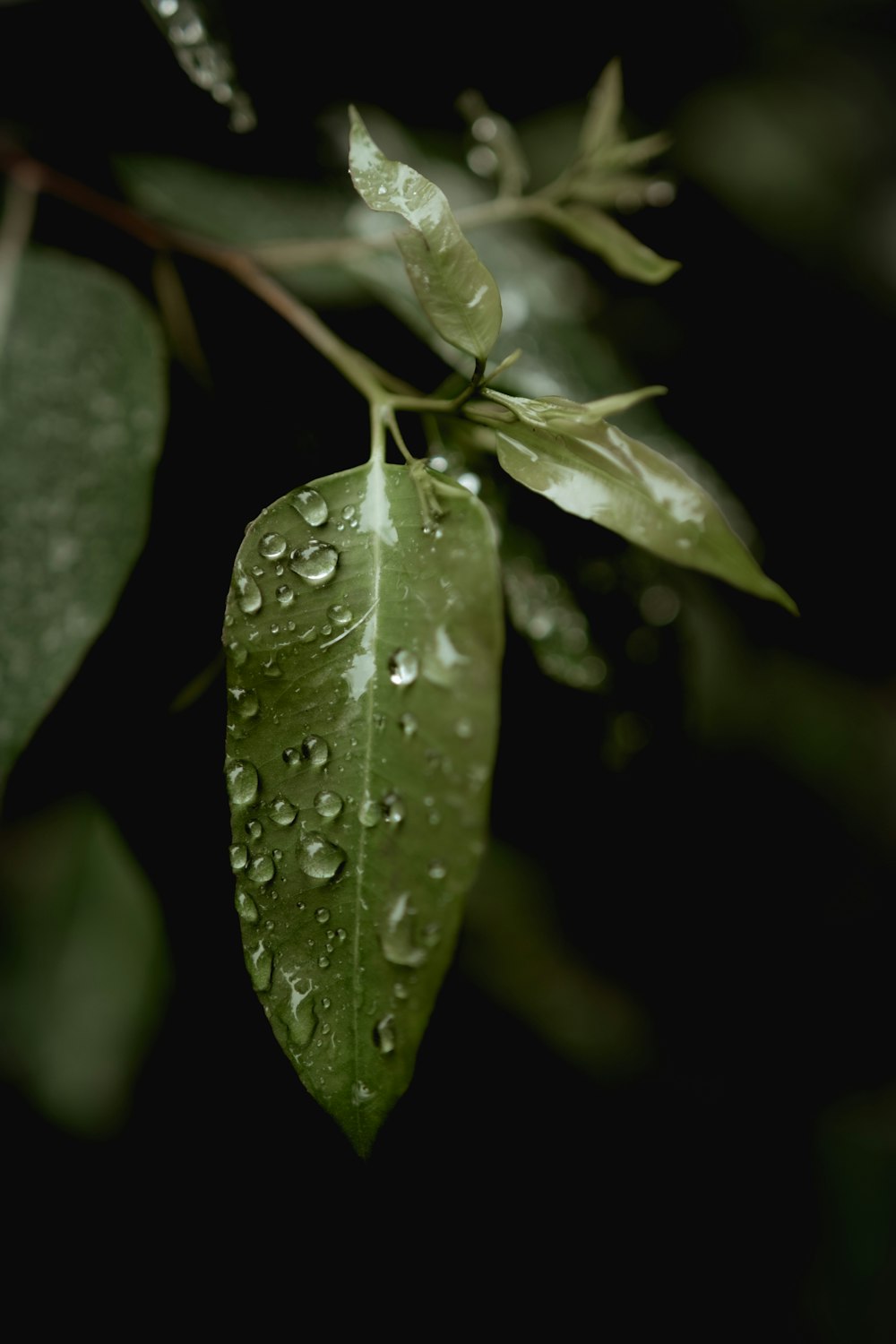 water droplets on green leaf