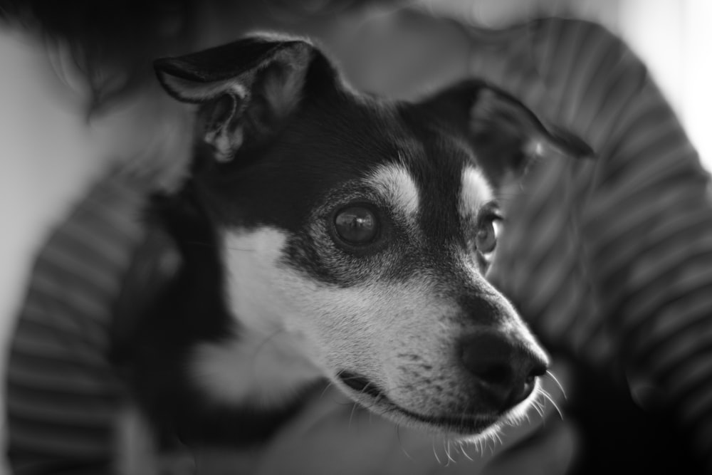 grayscale photo of short coated dog