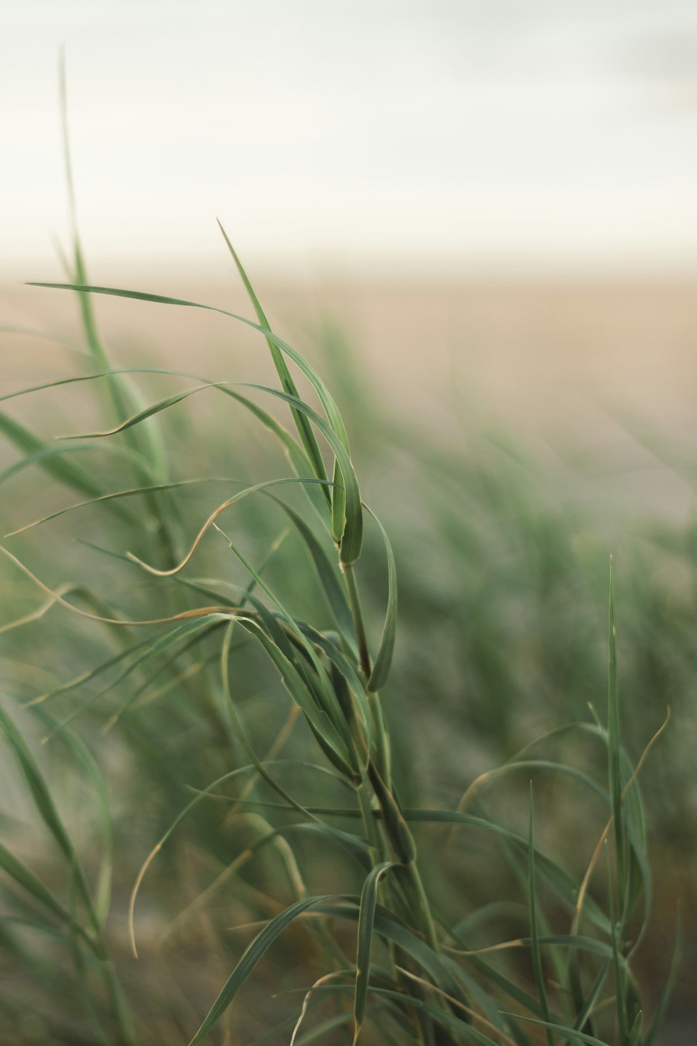 green wheat field during daytime