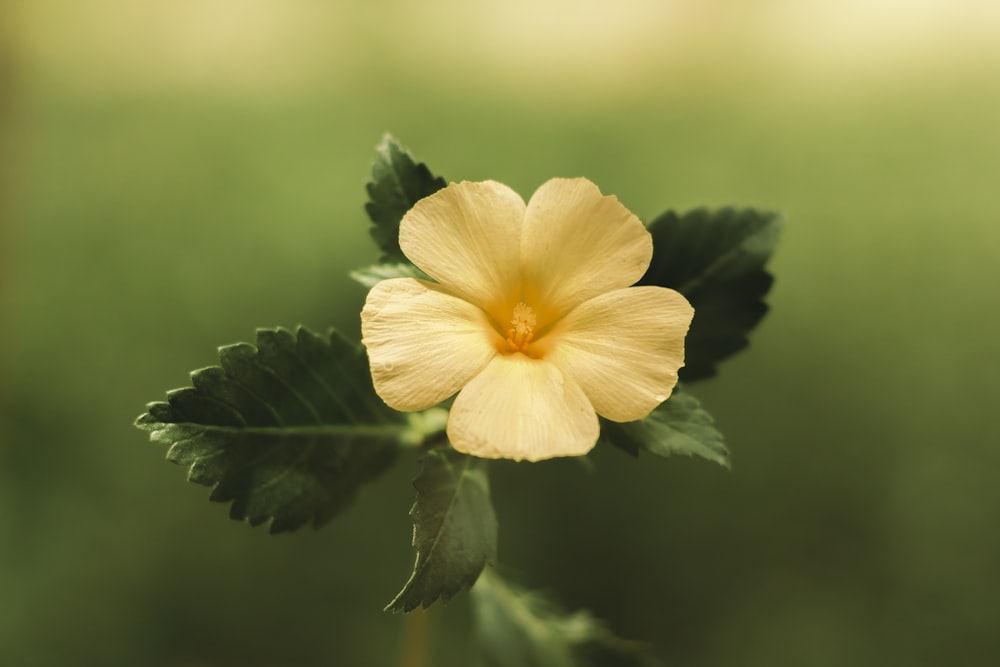 yellow flower in tilt shift lens