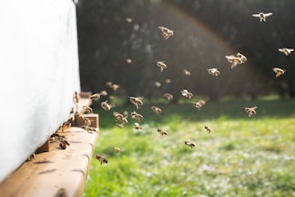 A swarm of bees taking flight from a hive entrance under a clear blue sky.