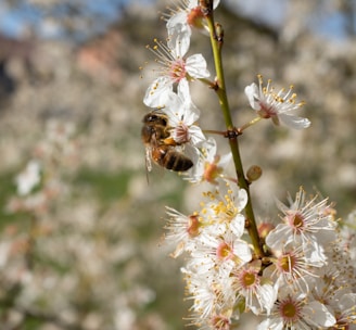 black and brown bee on white flower