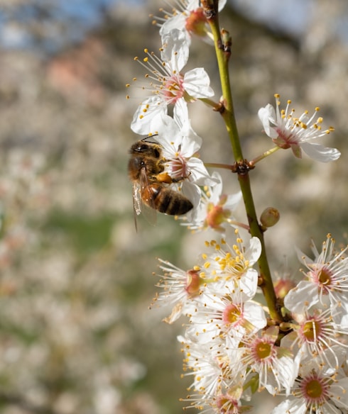 black and brown bee on white flower