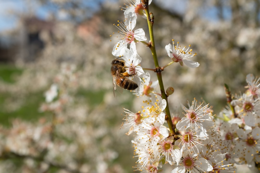 abeja negra y marrón en flor blanca