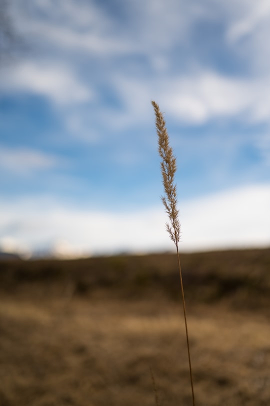 brown wheat in tilt shift lens in Vouvry Switzerland