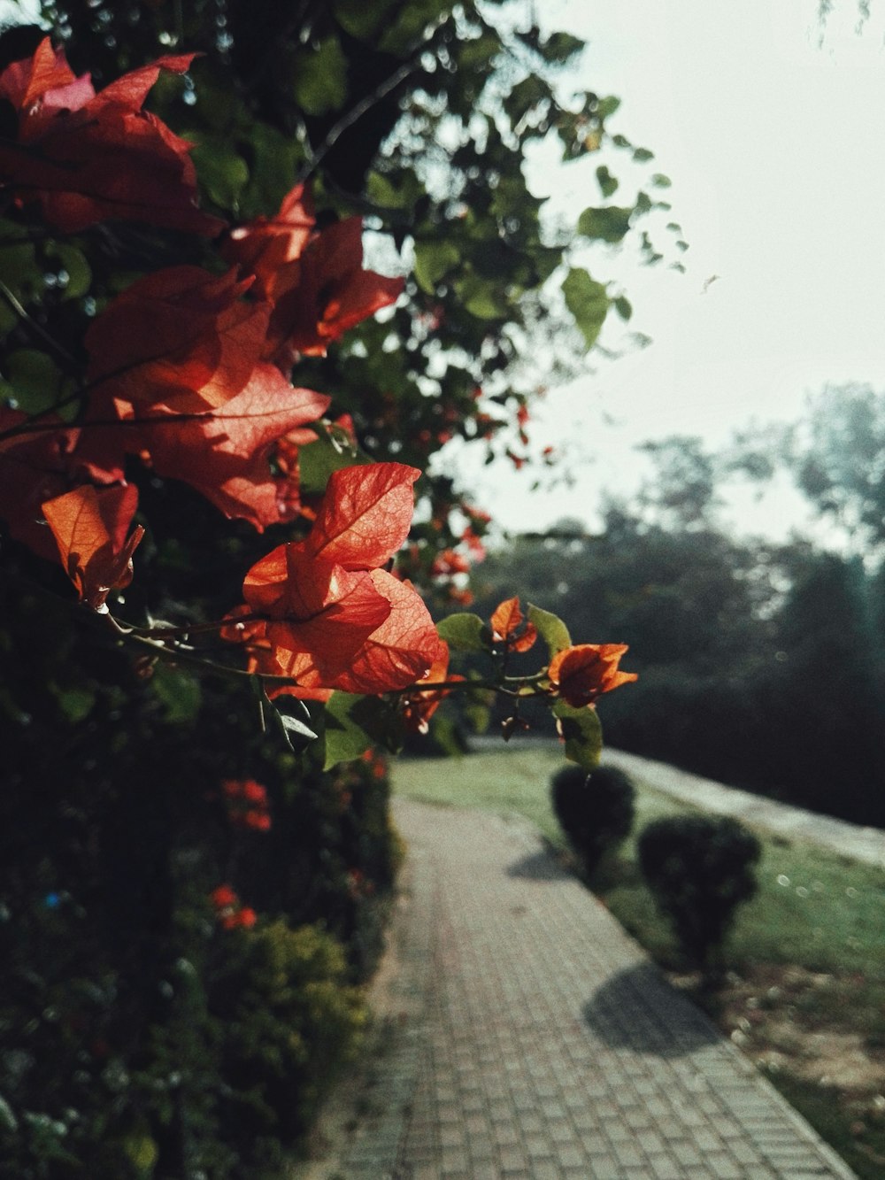 red leaves on tree branch during daytime