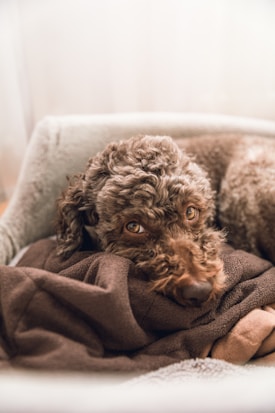 A brown, curly-haired dog is resting its head on a soft, dark brown blanket. The dog has a relaxed and calm expression, with its eyes gently gazing forward. The background is softly lit and neutral-colored, providing a warm and cozy atmosphere.