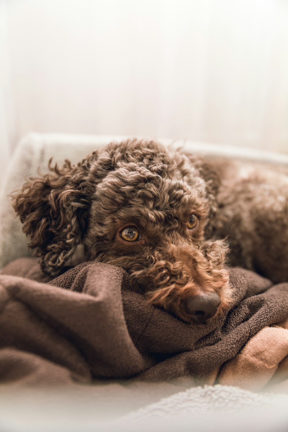 brown curly coated dog on brown textile
