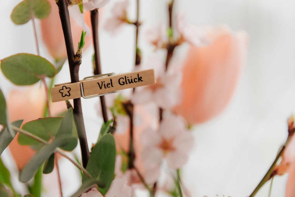 white and orange flowers with green leaves