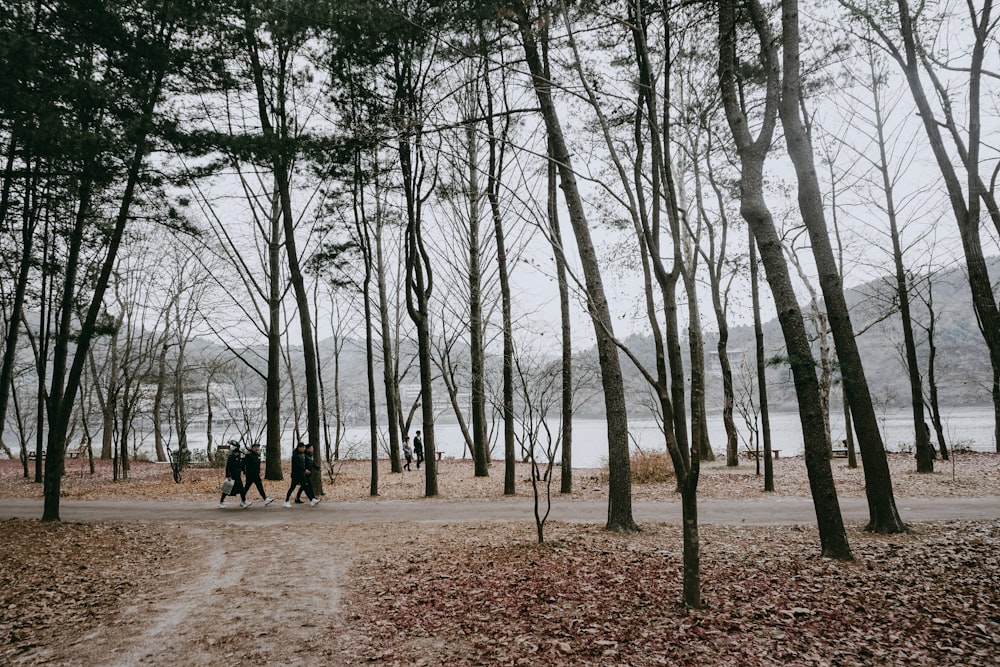 people walking on pathway between bare trees during daytime