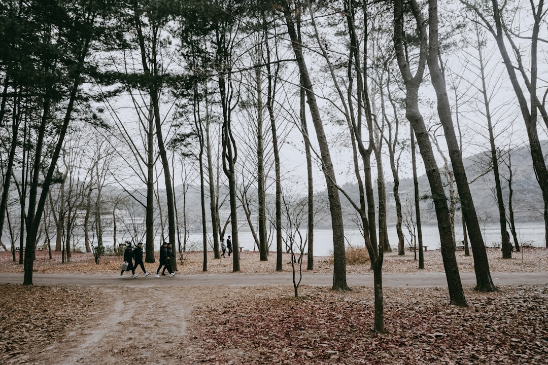 Forest photo spot Nami Island Seoul