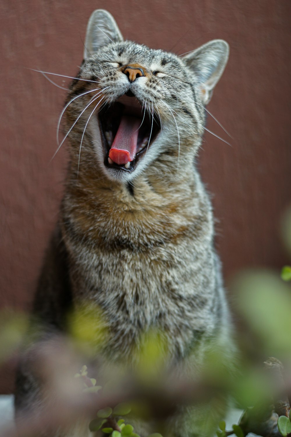 gato marrom tabby com a boca aberta