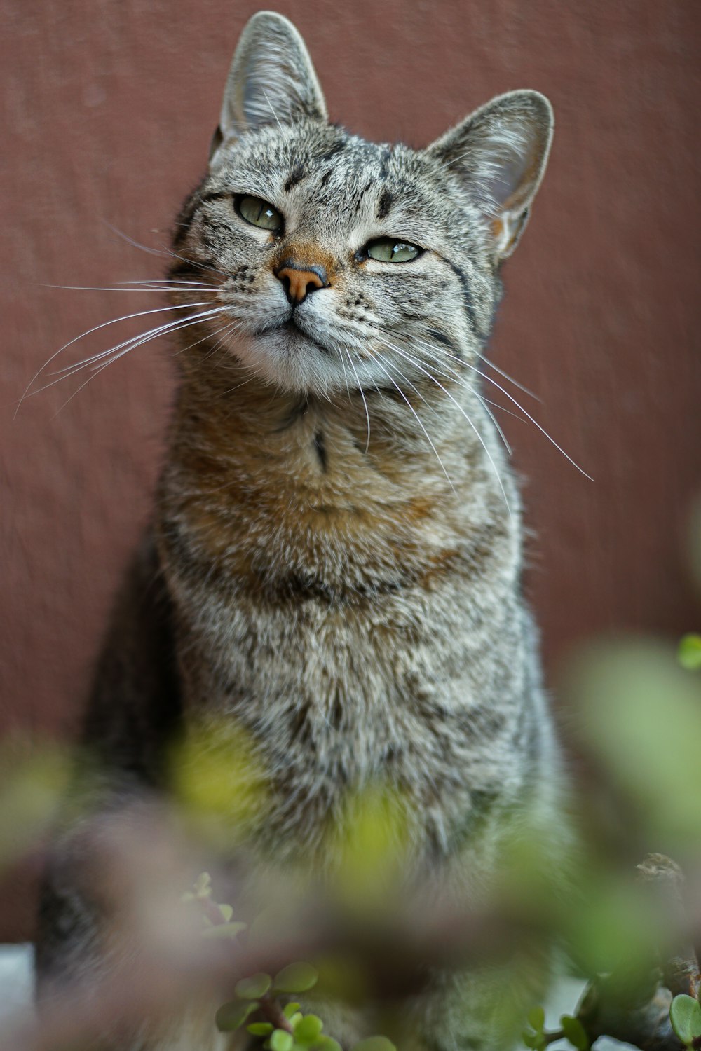 brown tabby cat in tilt shift lens