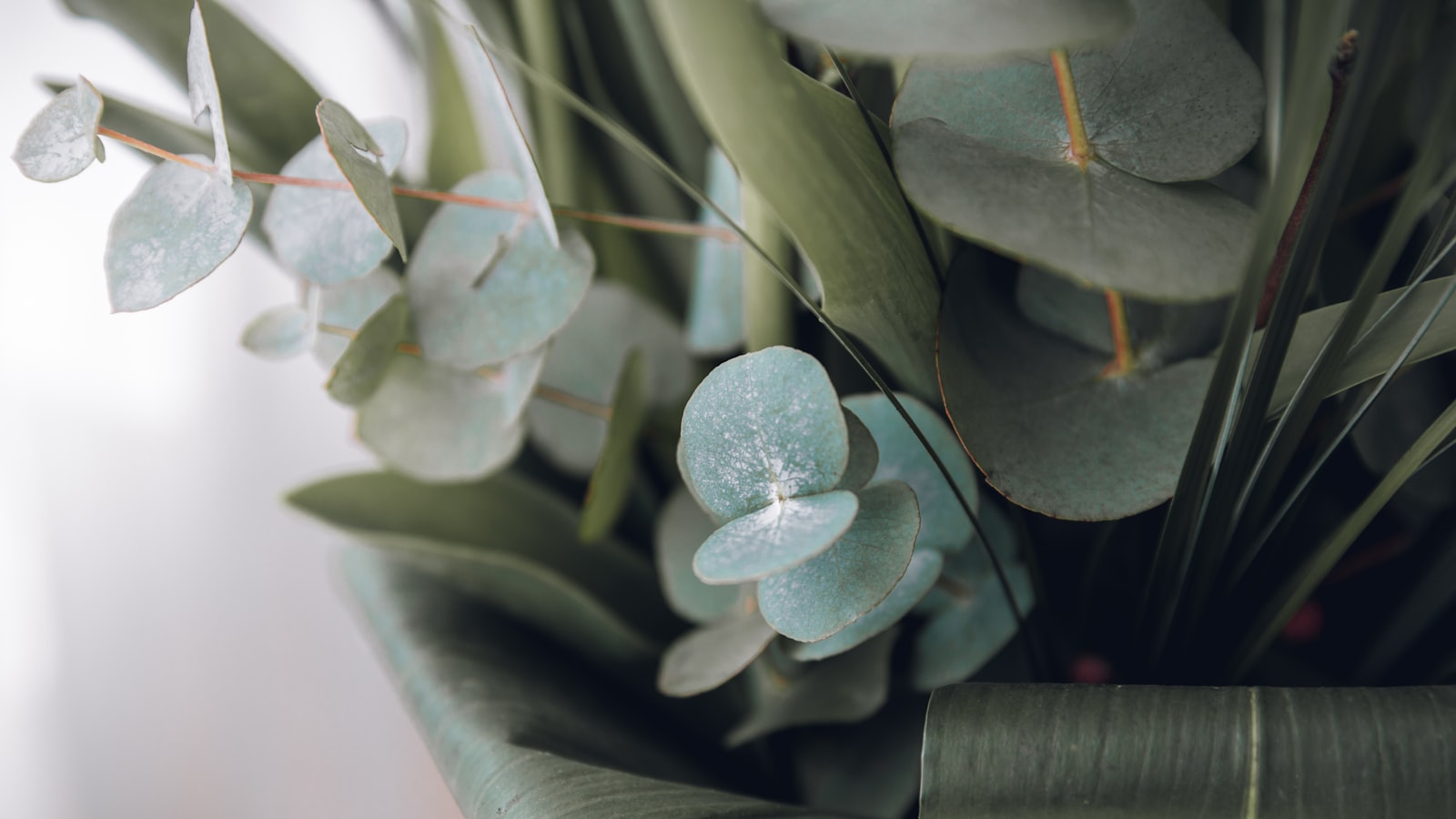 3. Managing Eucalyptus Plantations Sustainably: Strategies for Environmental Harmony