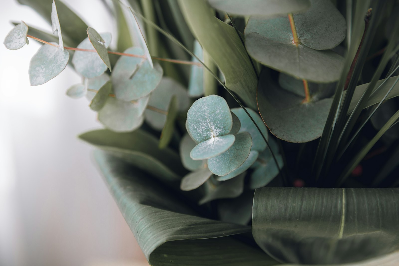 Eucalyptus