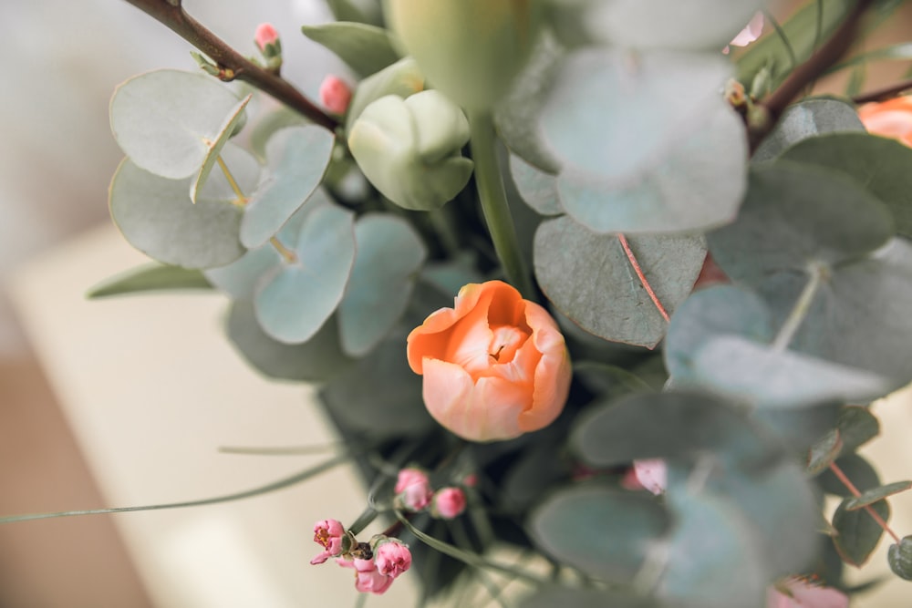 rose arancioni e bianche in fiore