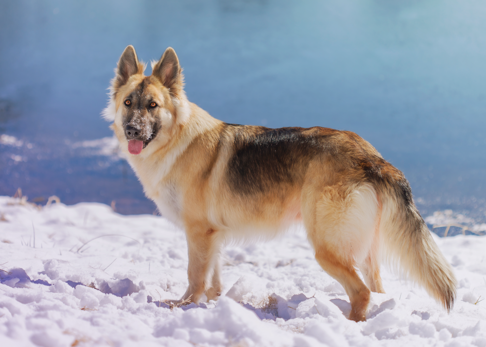 brown and black german shepherd on snow covered ground during daytime