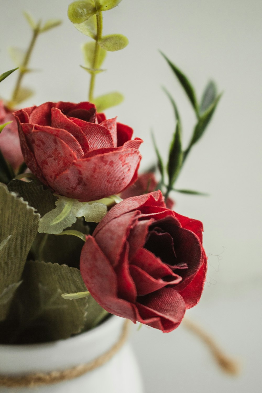 red rose in close up photography