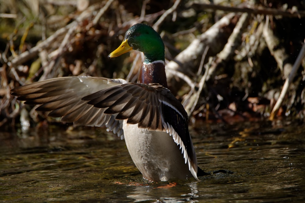 mallard duck on water during daytime