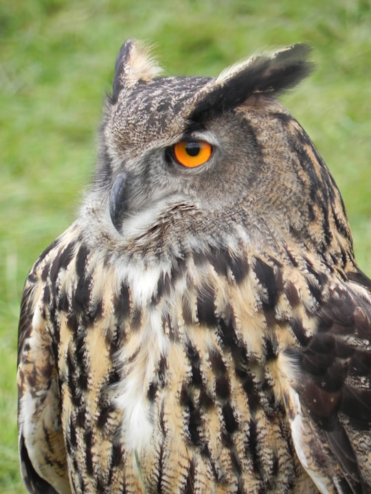 brown and white owl on green grass during daytime in Trim Ireland